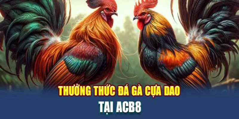 Trận đấu tập hợp những chiến kê dũng mãnh với kỹ năng tấn công tốt