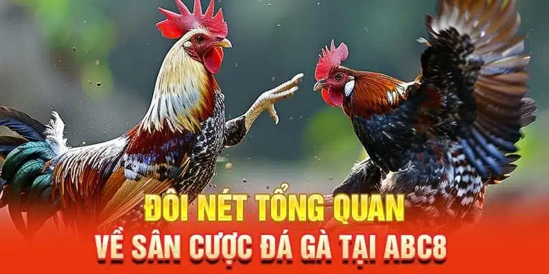 Đá Gà Cựa Sắt ABC8 - Cá Cược Với Nhiều Loại Kèo Hấp Dẫn