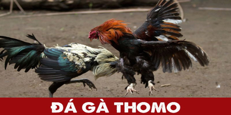 Tổng quan thông tin về loại hình đá gà thomo 