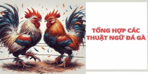 Thuật Ngữ Đá Gà Mà Hội Viên Cần Biết Tại Sân Chơi ABC8